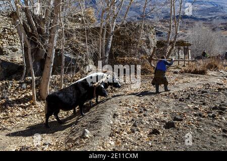 Ein Nepalese führt zwei Yaks in die Berge. Landwirtschaft in Nepal. Stockfoto