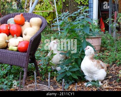 Zwei Frei Roamende Lachshühner Bewundern Die Kürbisernte Im Garten, Tierschutz Stockfoto