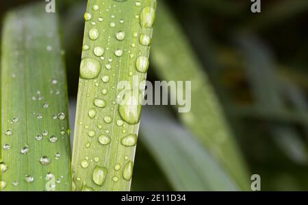 Perlen aus Wasser auf einer Schilfklinge Stockfoto