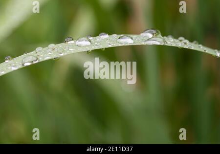 Perlen aus Wasser auf einer Schilfklinge Stockfoto