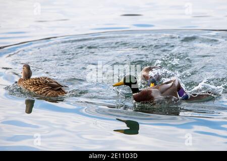 mallard Enten kämpfen in einem See für eine weibliche Ente Stockfoto