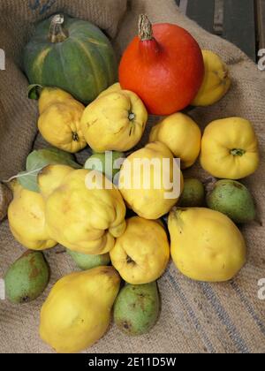 Herbstfrüchte wie Quinces, Birnen und Kürbisse auf EINEM Sack, Stillleben Stockfoto