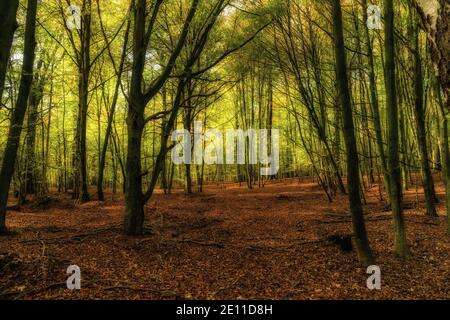 Kaltenhofer Moor In Schleswig-Holstein In Deutschland Stockfoto