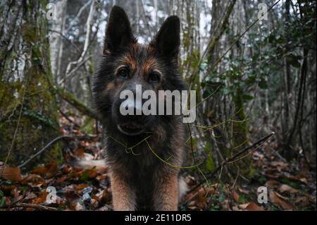 Sevrier, Frankreich. Dezember 2020. Louxor, alter Deutscher Schäferhund, wartet im Wald auf seine Herrin. Quelle: Lisa Ducret/dpa/Alamy Live News Stockfoto