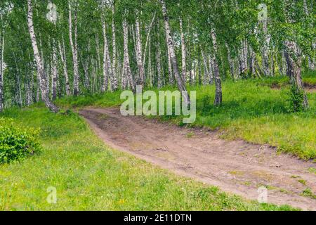 Feldweg im sonnigen Birkenwald am Sommertag Stockfoto