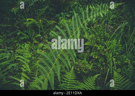 Dickicht Farn. Grüne Blattabdeckung im Regenwald. Landschaftlich natürliche Textur von Farnblättern. Stockfoto