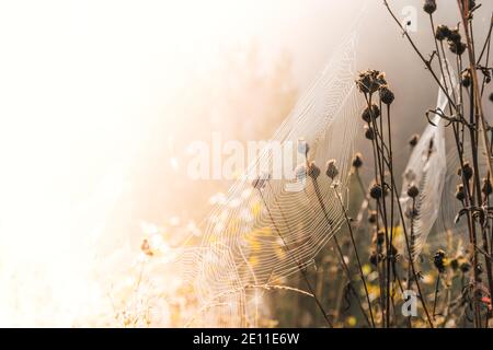 Spinnweben auf trockenem Gras an sonnigen Tagen. Mystische Atmosphäre am frühen Morgen. Stockfoto