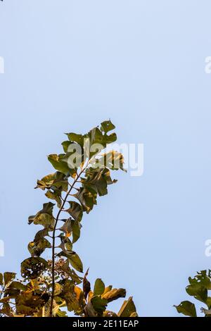 Wachsender Teakbaum Zweig unter dem sauberen blauen Himmel Stockfoto
