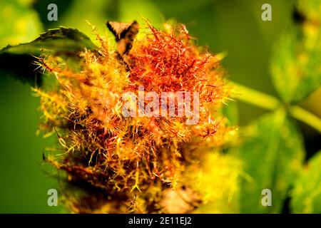 Rose Bedeguar Gall, Reife Gall auf EINER Hunderose im Sommer in Deutschland Stockfoto