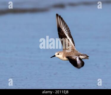 Sanderling (Calidris alba) fliegt über den Ozean, Galveston, Texas, USA Stockfoto