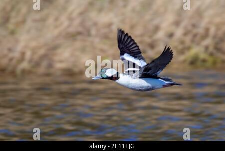 Bufflehead (Bucephala albeola) drake fliegt über den See, Galveston, Texas, USA. Stockfoto