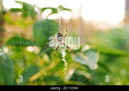 Spider argiope bruennichi im Netz im Garten Stockfoto