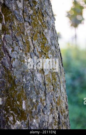 Lebbeck Baumrinde Nahaufnahme Textur Schuss Stockfoto
