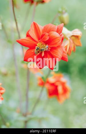 Eine Biene sitzt auf einer roten Dahlia Blume in der Garten im Sommer Stockfoto