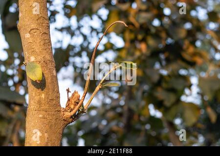 Teakbaum ungesunder Zweig wächst im Teakgarten Stockfoto