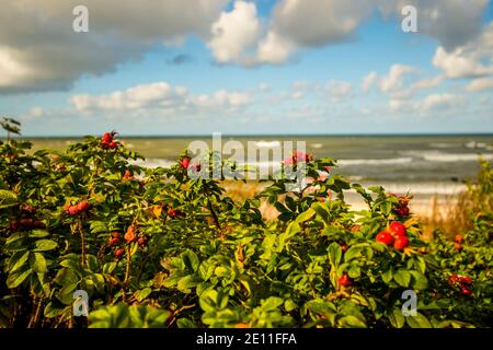 Ostseeküste Im Herbst Mit Pflanzung Von Kartoffelrosen Stockfoto