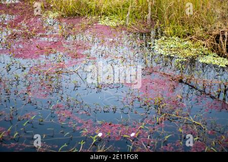 Ein kleiner Teich gefüllt mit verschiedenen Wasserpflanzen und Blumen Innerhalb eines Dorfes Stockfoto