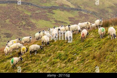 Swaledale Schafe im Winter. Eine Herde Swaledale Mutterschafe auf abgelegenen, nicht eingezäunten Moorland in der Nähe von Keld in North Yorkshire. Raues, kaltes, nasses Wetter. Horizontal. Stockfoto