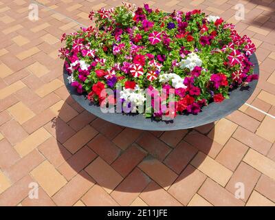 Blumentopf mit bunten Petunien für die Straßenlandschaft und Blumen Hintergründe Stockfoto