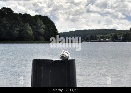 Sagull ruht auf dem Wellenbrecher am See in Mazury in Polen. Stockfoto