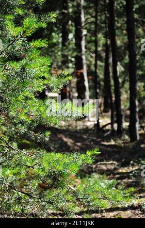 Junge Fichte wächst am Rande des Waldes und Dünen. Stockfoto