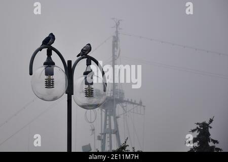 Zwei Tauben, die an einem nebligen Tag auf dem Stadtlicht saßen, vor dem Mast des Schiffes, das im Hafen festgemacht war. Stockfoto