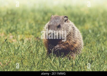 Junge Murmeltier Kit, Marmota monax, Wandern im Gras im Frühling Stockfoto