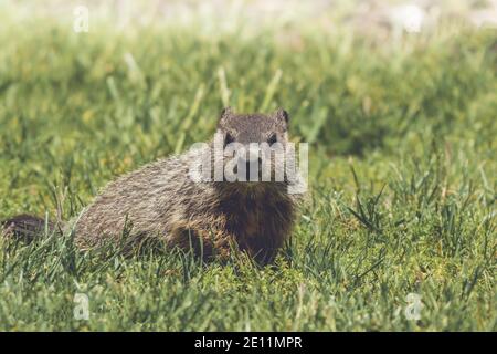 Junge Murmeltier Kit, Marmota monax, Wandern im Gras im Frühling Stockfoto