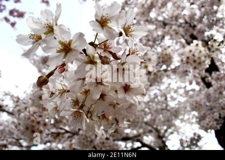 Nahaufnahme von blühenden Kirschbaumblüten für frühlingshafte Hintergründe Stockfoto