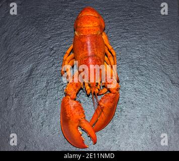 Gekochter Homarus, Homarus americanus Stockfoto