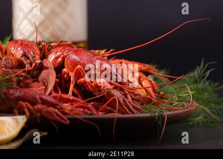 Gekochte rote Languste, fertig zum Essen mit Zitronenscheiben und Eiswürfeln auf dunklem Grund. Frischer Fisch und Meeresfrüchte-Snack. Stockfoto