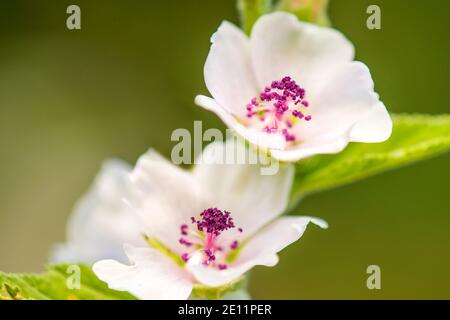 Heilpflanze Marsch-Malbe mit Blume im Sommer Stockfoto