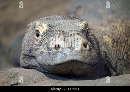 Varanous - Nahaufnahme Stockfoto
