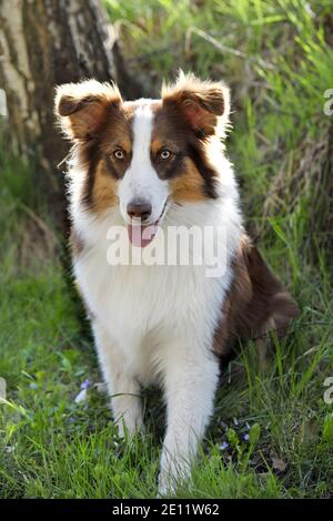 Junge australische Schäferhund im Frühling Natur, sitzt im Gras in der Nähe von alten Birke, flache Tiefe des Feldes - weicher Fokus. Stockfoto