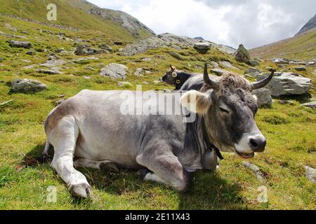Eine hübsche Kuh mit Hörnern und Glocke mit im Berge in Italien Stockfoto