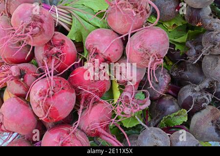 Frische Bio-rote und lila Rüben auf dem Display. Stockfoto