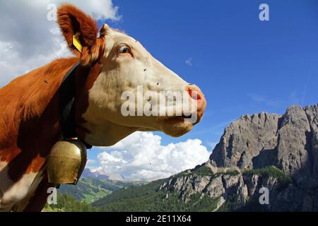 Eine hübsche Kuh mit Hörnern und Glocke mit im Berge in Italien Stockfoto