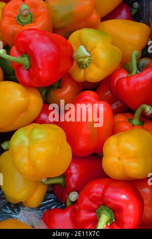 Frische ganze Bio-Paprika gelb, orange und rot mit grünen Stielen auf dem Display. Stockfoto