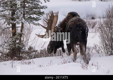 Bullmoose im Winter, Yellowstone Stockfoto
