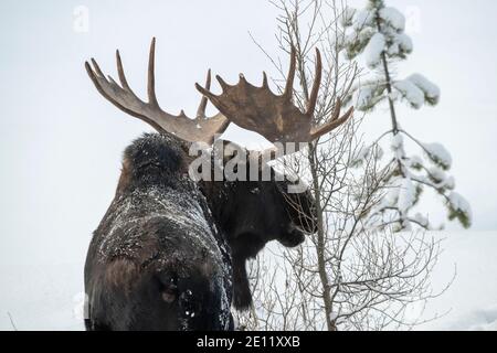 Bullmoose im Winter, Yellowstone Stockfoto