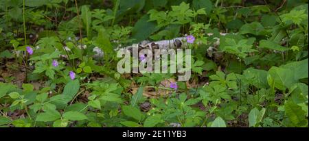 Wilde Geranie wächst in einem nördlichen Wisconsin Wald. Stockfoto