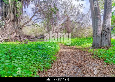 Pfad in San Diego Kalifornien Wald inmitten von Bäumen und Pflanzen An einem sonnigen Tag Stockfoto