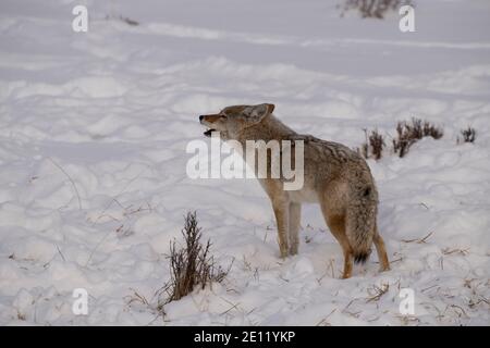 Coyote heult, Yellowstone Stockfoto