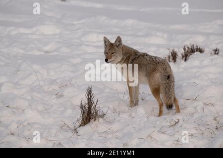 Coyote im Winter, Yellowstone Stockfoto