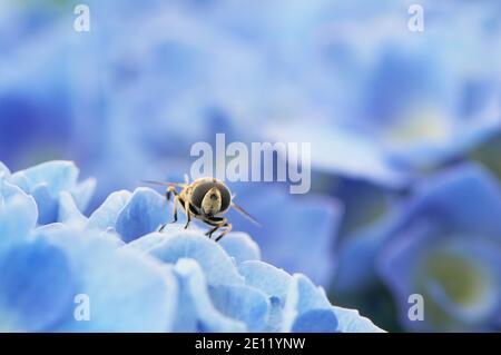 Eine Nahaufnahme einer Hoverfly (Syrphidae) auf einer blauen Hortensienblüte mit Kopierraum. Stockfoto