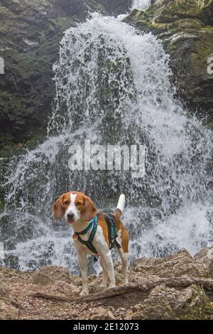 Beagle bei EINEM Spaziergang am Josefstaler Wasserfall in Oberösterreich Bayern Stockfoto