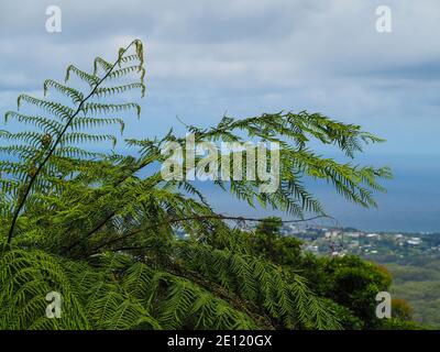 Grüne Farnblätter mit Blick auf die Küstenstadt Coffs Harbour im Hintergrund, Blick von oben, NSW Australien Stockfoto