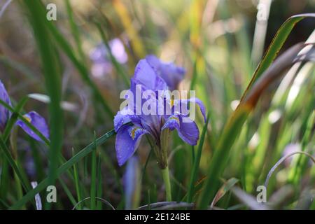 Schöne Iris im Garten nach einem Regen Stockfoto