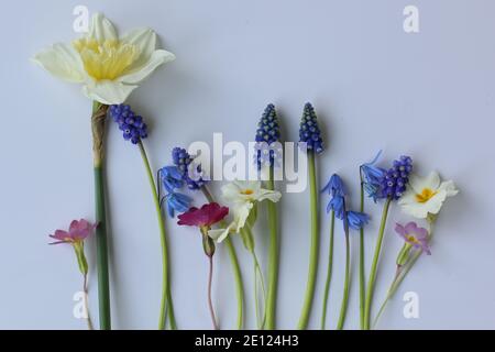 Frühlingsblumen auf einfachem Hintergrund; Narzissen, Primeln isoliert Stockfoto