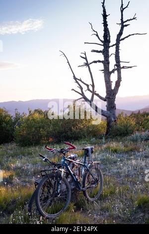 WA17505-00..... WASHINGTON - Mountain Bikes auf einem Campingplatz am Cooper Mountain in Okanogan-Wenatchee National Forest entlang der BDR, Backcountry D geparkt Stockfoto